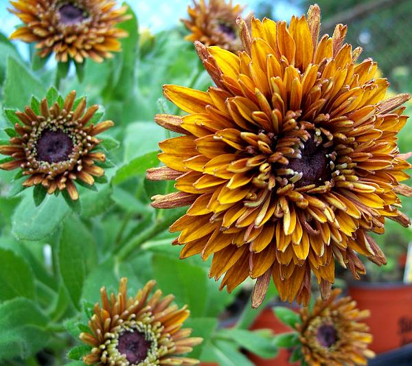 Brown Mums