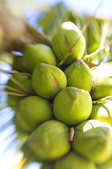 Coconut Bunch