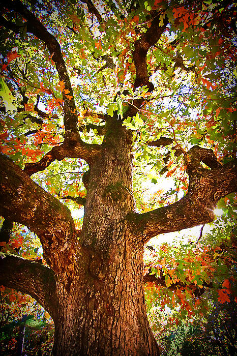 Colorful Fall Tree