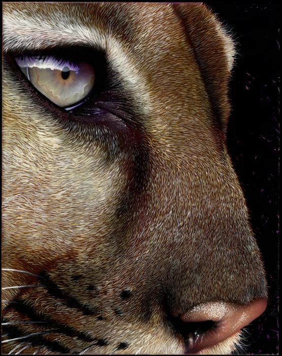 Cougar Painting  - Cougar Fine Art Print