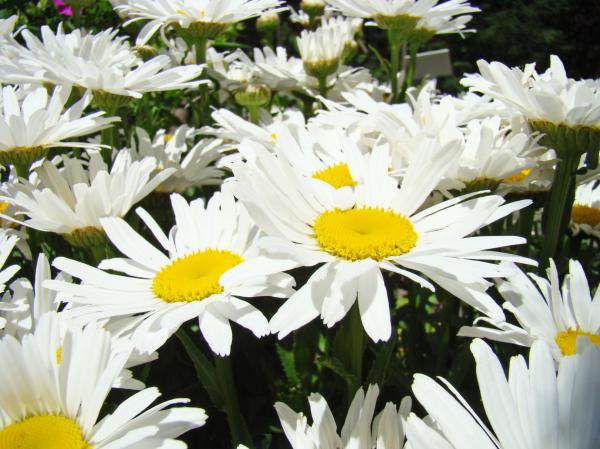 White+daisies+flowers