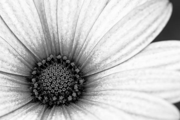 Daisy+flower+pictures