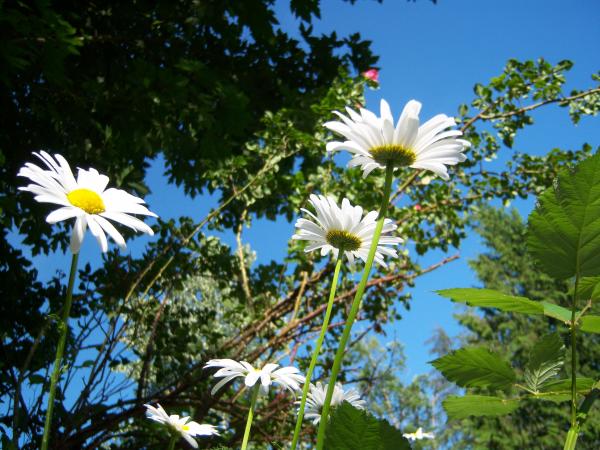 Daisies+and+roses