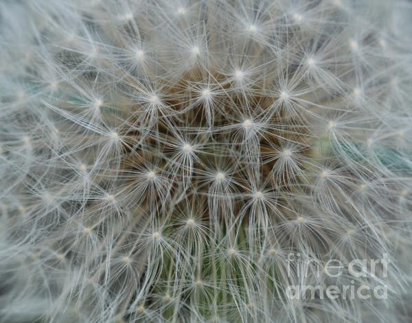  - dandelion-abstract-carol-a-commins