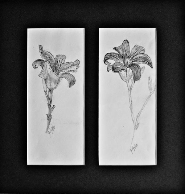 Day lilies Drawing Day lilies Fine Art Print Peggy King