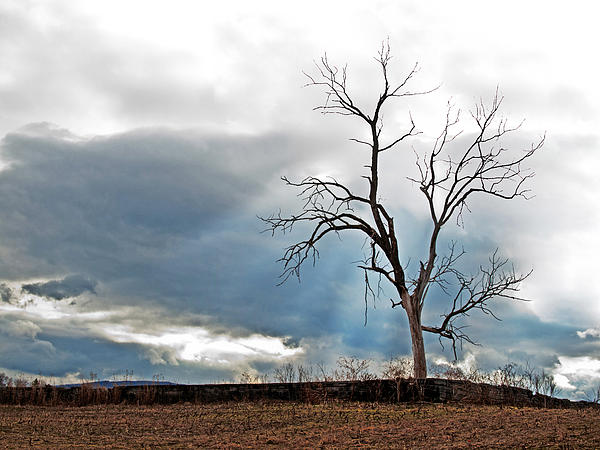 Dead Oak