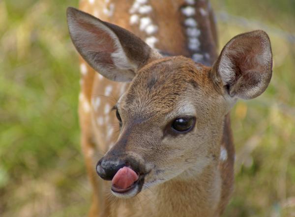 Baby Deer Photos