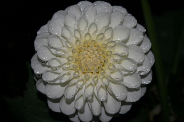 dewy-moon-flower-nicole-herbert.jpg