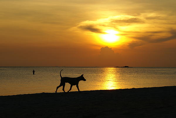 http://images.fineartamerica.com/images-medium/dog-day-sunset-gregory-smith.jpg