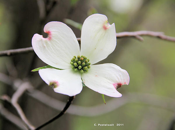 Dogwood+flower