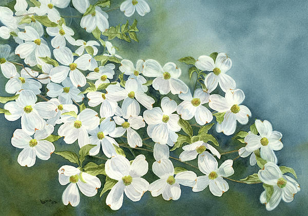 Dogwood+flower+painting