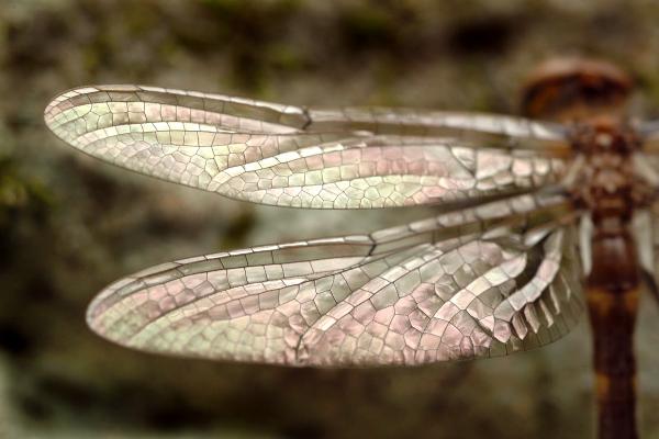 Dragonfly+wings