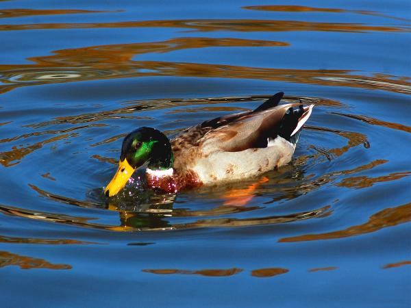 duck-in-water-bob-livengood.jpg