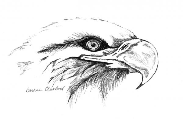 Eagle Eye Drawing Eagle Eye Fine Art Print Barbara Cleveland