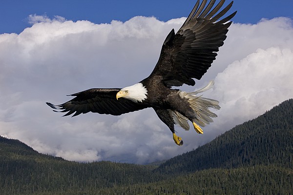 american eagle flying image search results