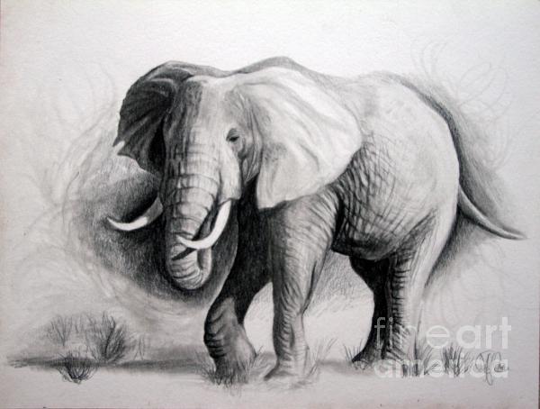 Elephent Drawings