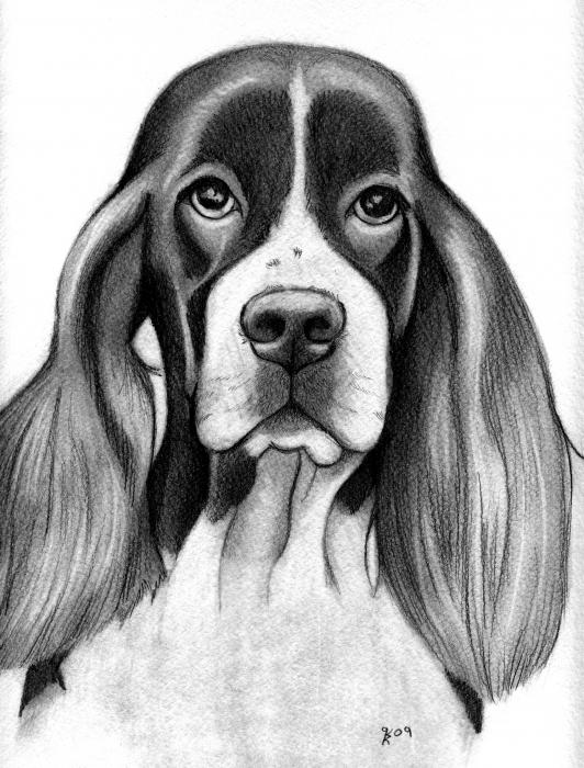 Springer Spaniel Drawing