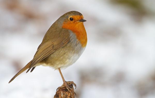 European Robin Bird