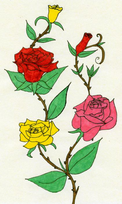 Every rose has its thorn Drawing Andrew Davies