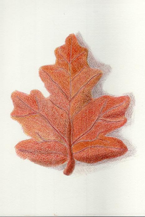 Fall Oak Leaf Drawing - Joseph