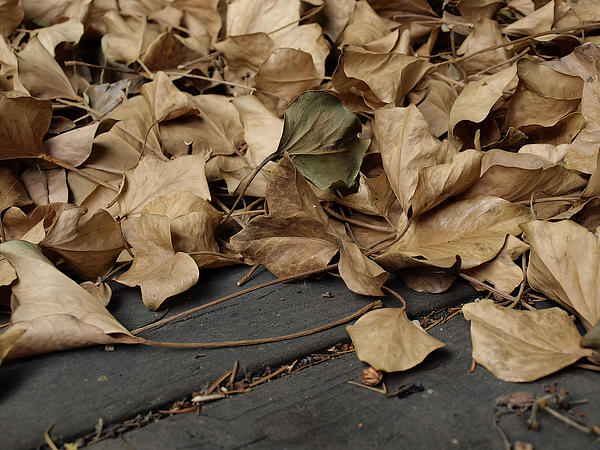 dead leaves on the ground