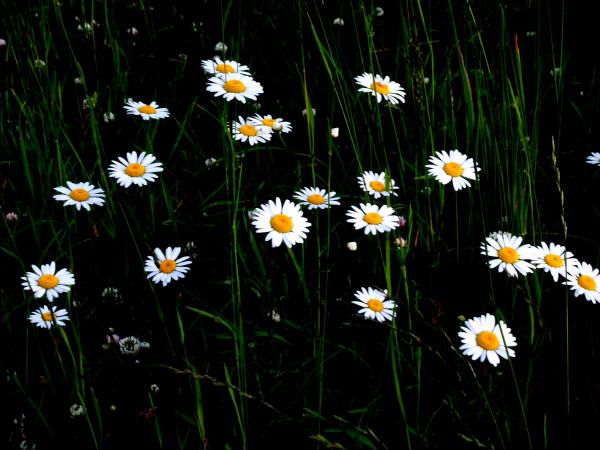 Field+of+daisies+pictures