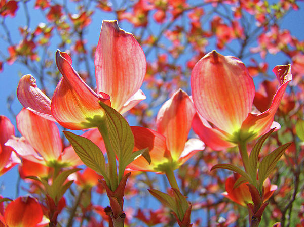 Dogwood+flower+drawing