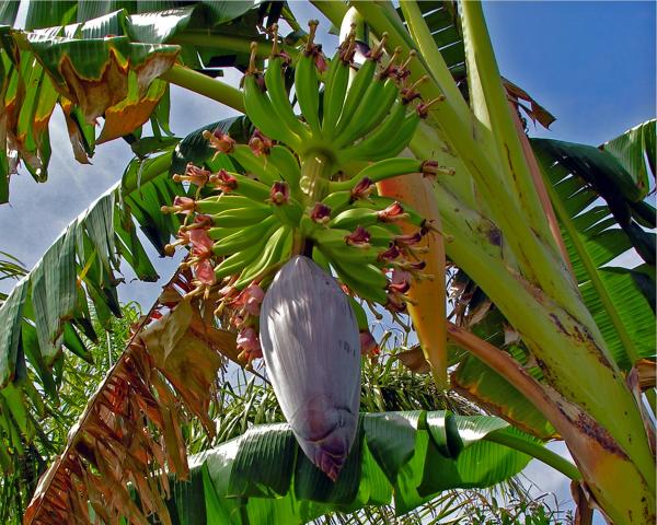 Banana Flower