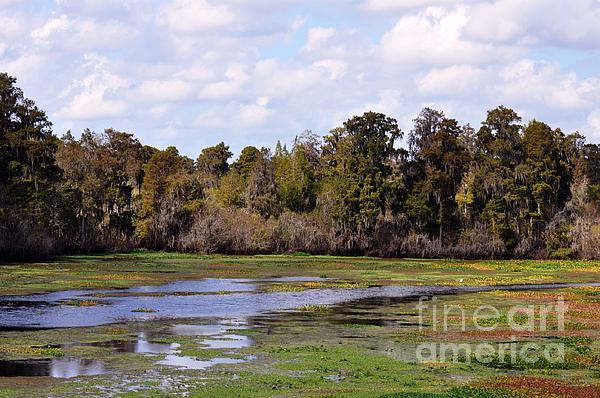 Landscape Of Florida