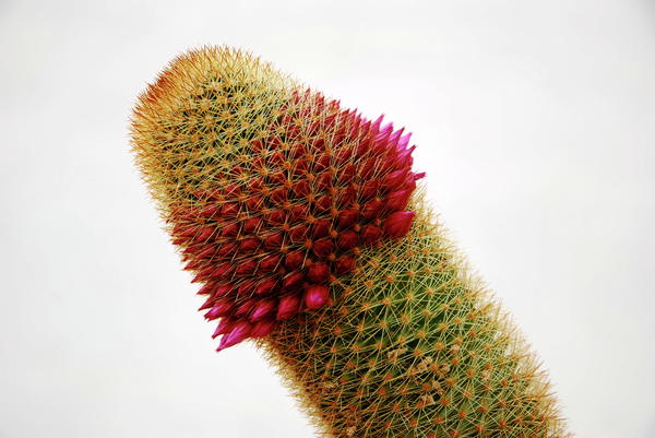 flowering-cactus-david-a-lee.jpg