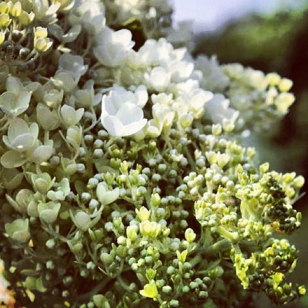 flowers graveyard