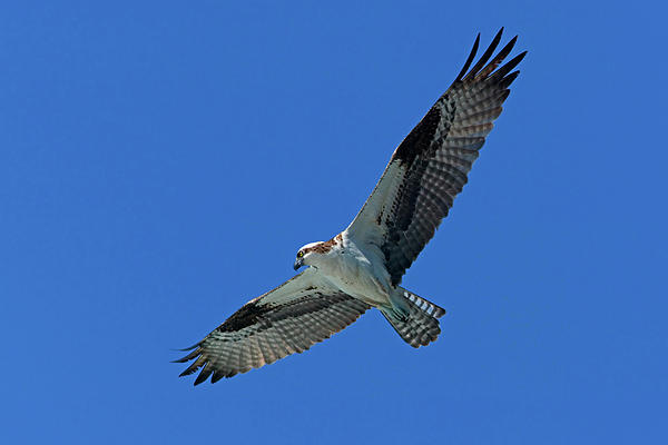 Flying Osprey