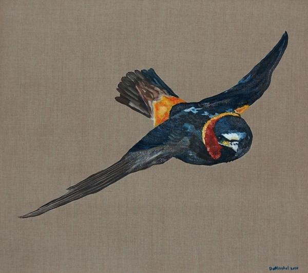 Flying Solo cliff swallow Painting Jason DuMouchel