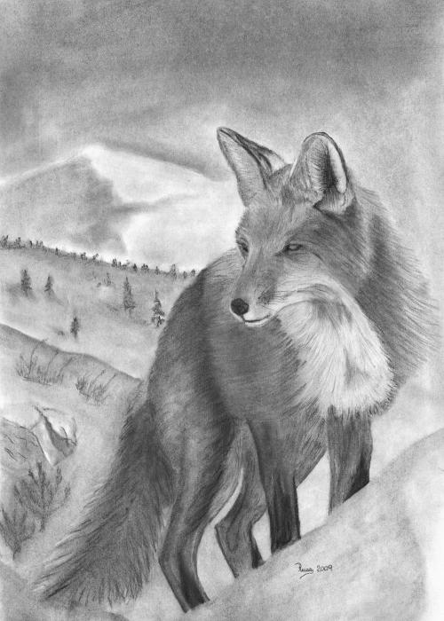 drawings of fox