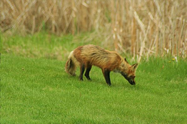 Fox Walk