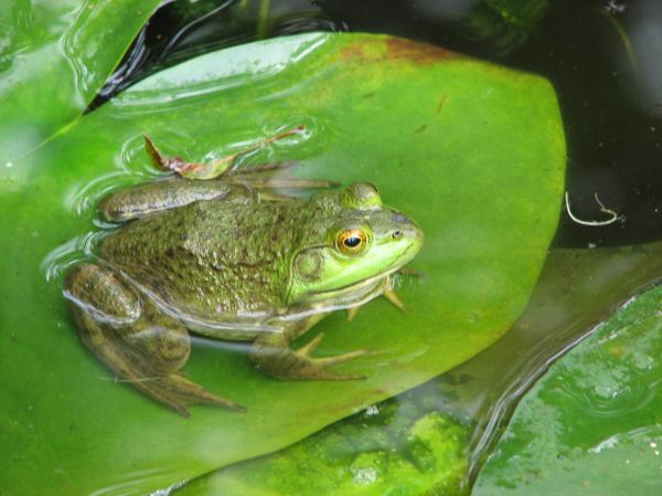 Frog And Lily