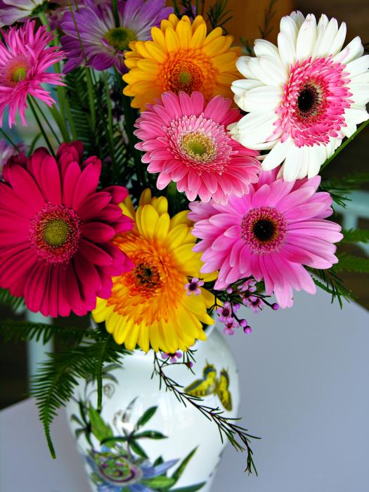Gerbera+daisies+flowers
