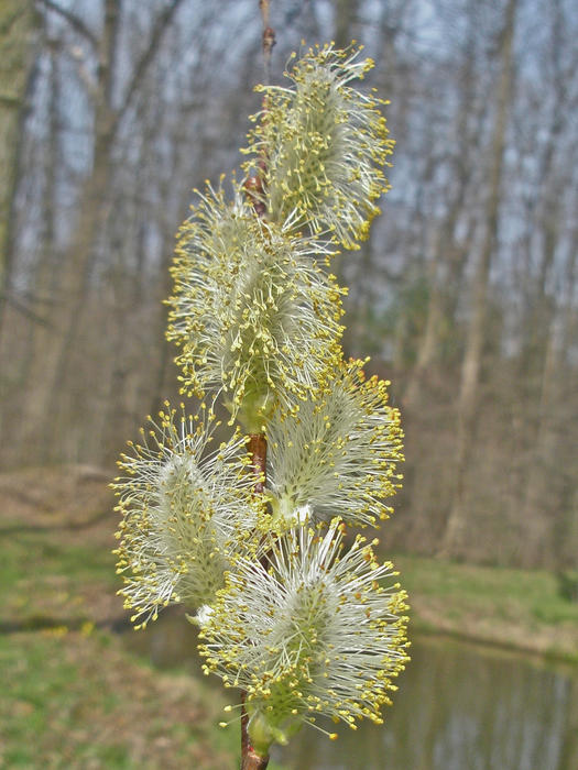 Giant Pussy Willows Salix chaenomeloide Photograph Giant Pussy Willows 