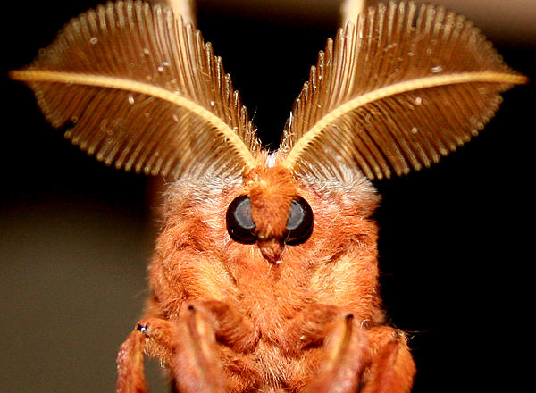 the moth diaries pdf