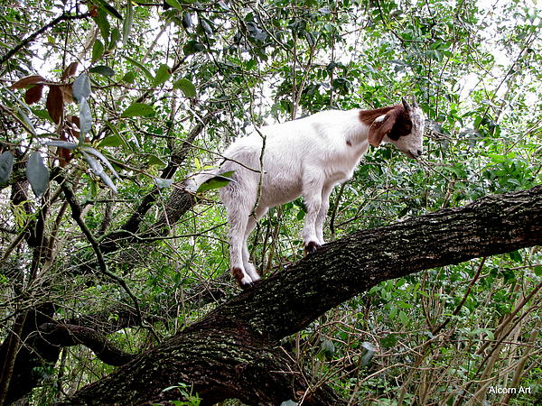  - goats-in-trees-brenda-alcorn