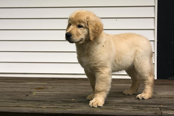 sally s golden retrievers golden retriever puppy by sally weigand sally s golden retrievers golden retriever puppy by sally weigand