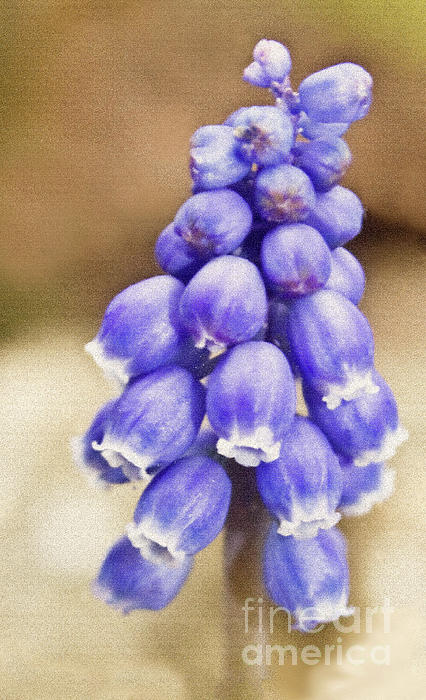 grape muscari
