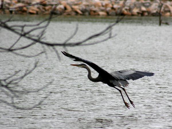 Herons In Flight