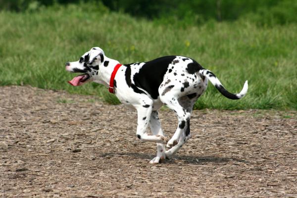 Harlequin Dane Puppies