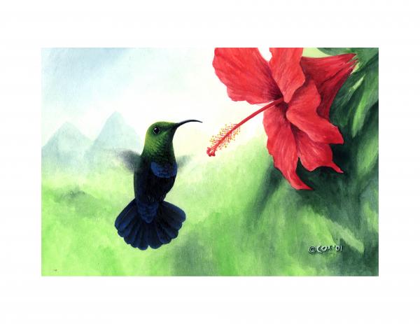 Hibiscus With Hummingbird