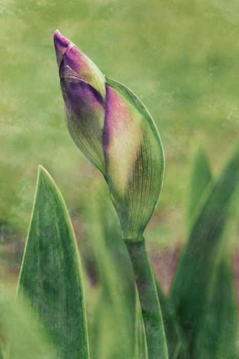 Painted Iris
