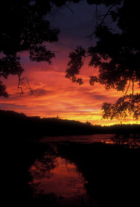 Pond Sunset