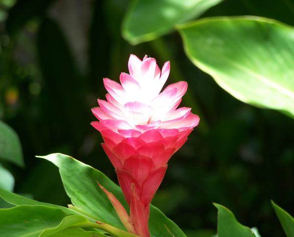 Hawaiian Flower Photograph