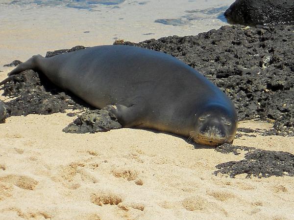  - hawaiian-monk-seal-kimberly-lenz