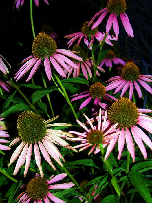 Healing Flowers